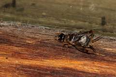 Eurygryllodes