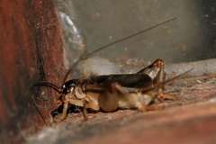 Eurygryllodes