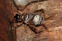 Eurygryllodes