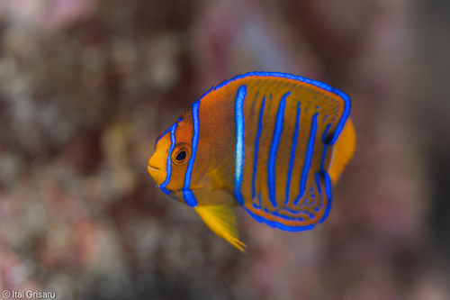 Holacanthus passer observed 2026-10-27