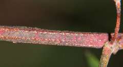 Acacia verniciflua