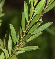 Acacia rostriformis