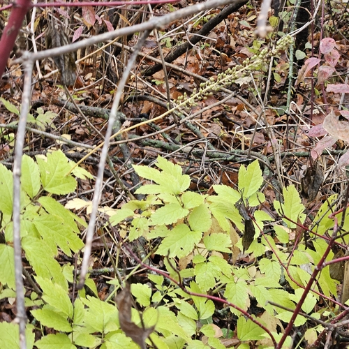 Actaea observed 2026-10-27