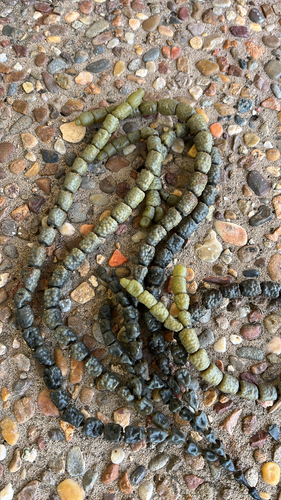 Hormosira banksii observed 2026-10-25