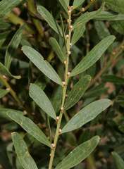 Acacia rostriformis