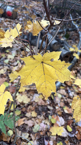 Acer saccharum observed 2026-10-27