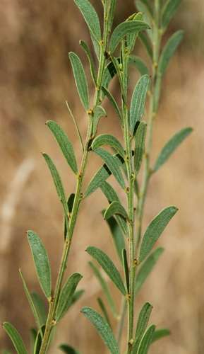 Image of Acacia rostriformis by (c) Russell Best, some rights reserved (CC BY)