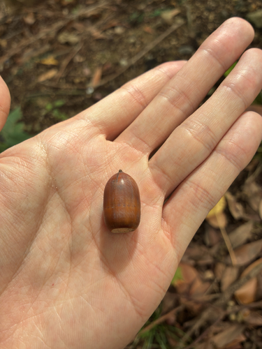 Lithocarpus observed 2026-10-28