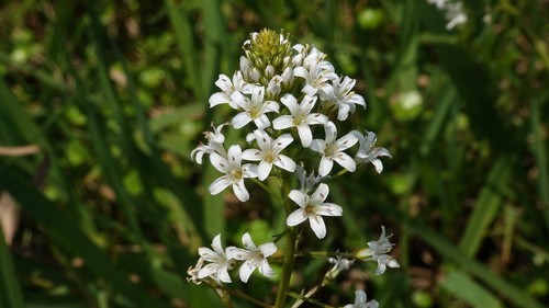 Lysimachia candida iNat (3)