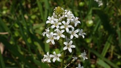 Lysimachia candida