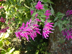 Salvia iodantha
