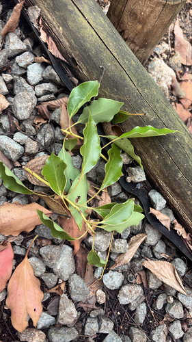 Cinnamomum observed 2026-10-28