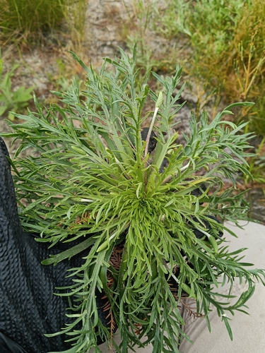 Plantago observed 2026-10-28
