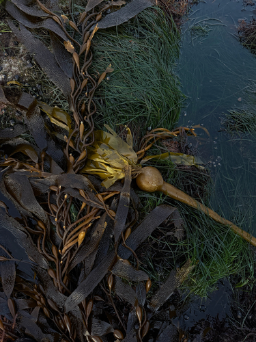 Nereocystis luetkeana observed 2026-10-27