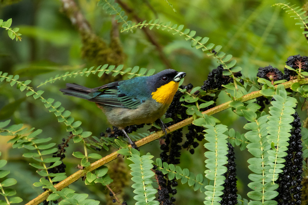 Yellow-throated Tanager
