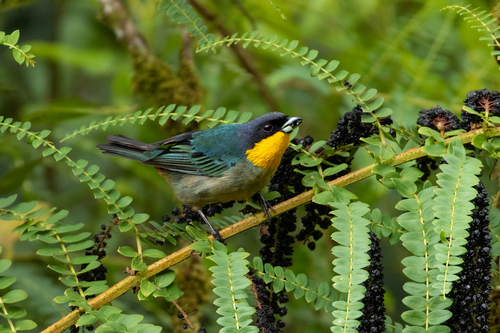 Yellow-throated Tanager