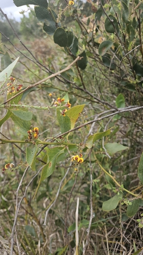 Daviesia latifolia, 2026-10-28