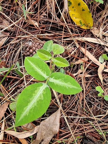 Desmodium observed 2026-10-28