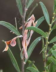 Acacia verniciflua