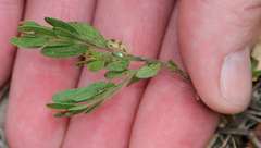Acacia verniciflua
