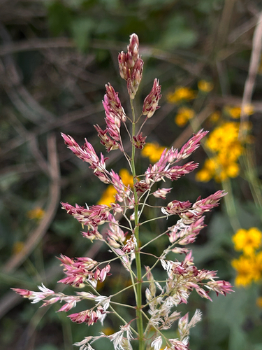 Sorghum halepense observed 2026-10-27