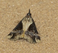 Dichromia quinqualis