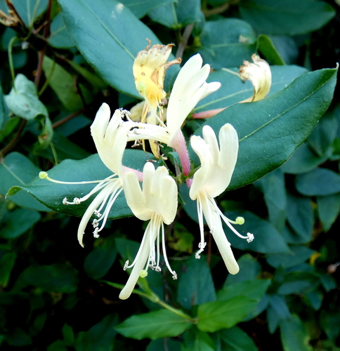 Lonicera japonica observed 2026-10-27