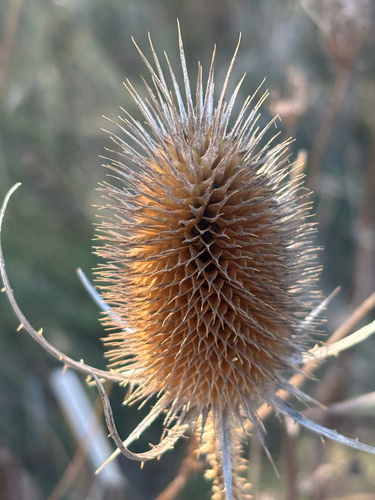 Dipsacus fullonum observed 2026-10-27