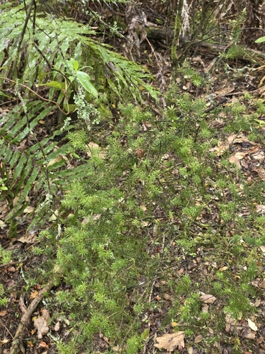 Ardisia observed 2026-10-27