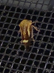 Ophiderma evelyna