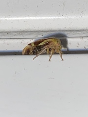 Ophiderma evelyna