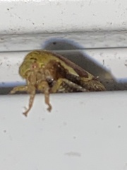 Ophiderma evelyna