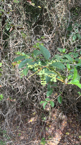 Ligustrum lucidum observed 2026-10-27