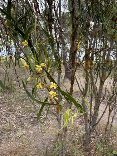 Pittosporum observed 2026-10-28