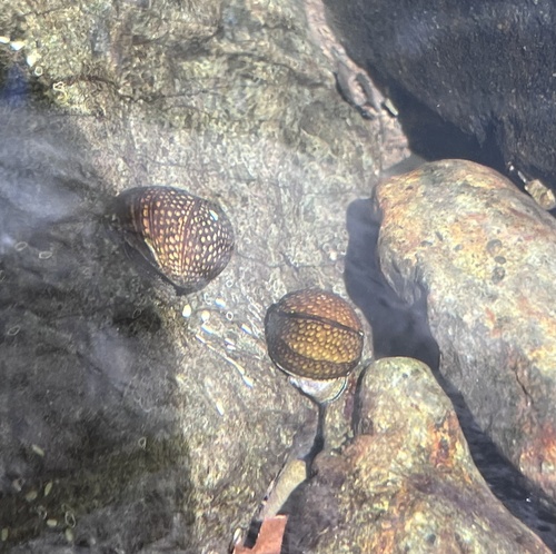 Nereina punctulata observed 2026-10-27