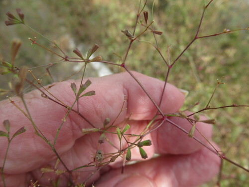 Boerhavia erecta observed 2026-10-25