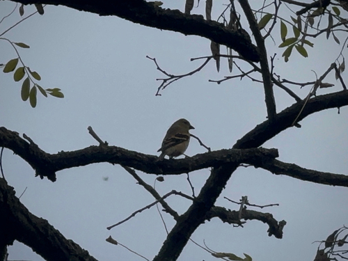Spinus tristis observed 2026-10-27