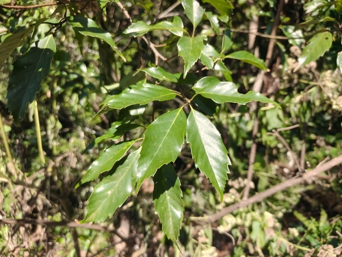 Quercus observed 2026-10-28