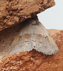 Zale submediana