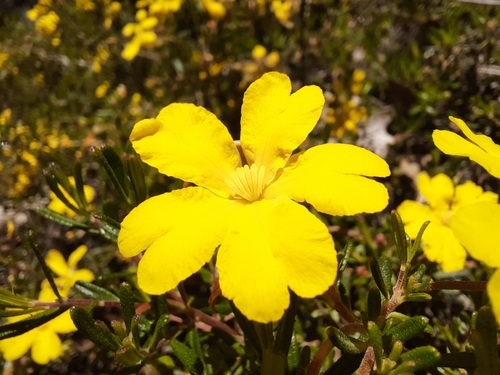 Hibbertia observed 2026-10-27