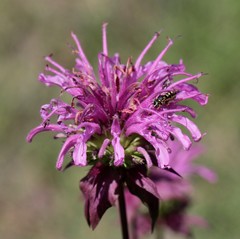 Dianthidium texanum