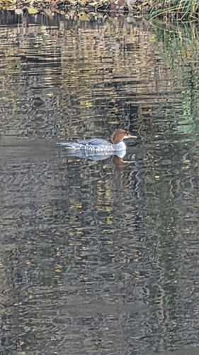 Mergus merganser observed 2026-10-27