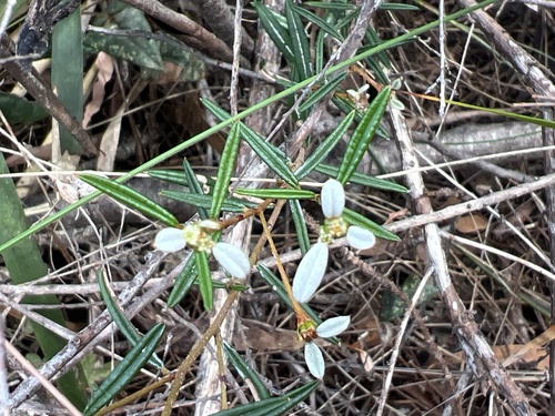 Spyridium vexilliferum observed 2026-10-28