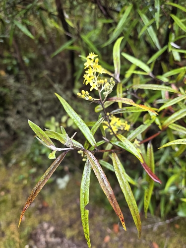 Corokia observed 2026-10-27