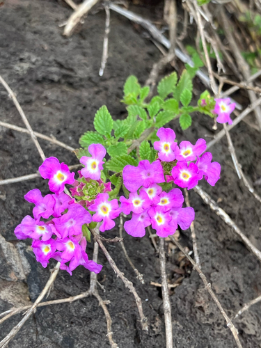 Lantana montevidensis observed 2026-10-28