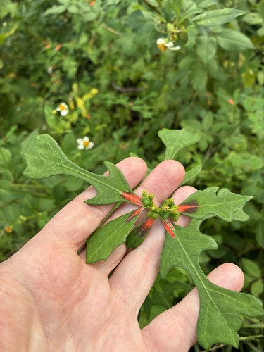 Euphorbia heterophylla observed 2026-10-27