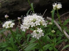 Valeriana acutiloba