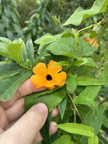 Thunbergia observed 2026-10-27