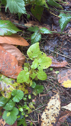 Solanum observed 2026-10-27