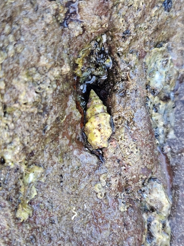 Cerithium observed 2026-10-27